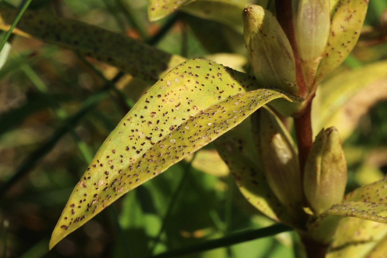 Image of Gentiana cruciata specimen.