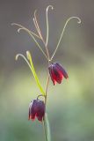 Fritillaria ruthenica