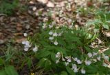род Lathyrus
