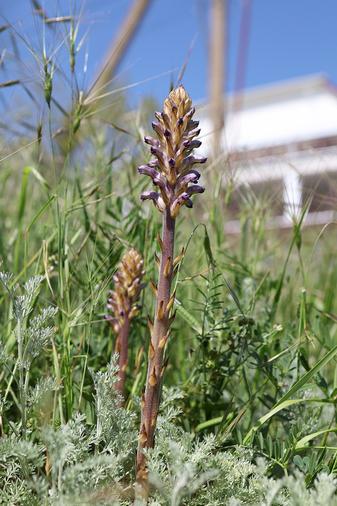 Image of Orobanche cumana specimen.