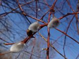 Salix gracilistyla