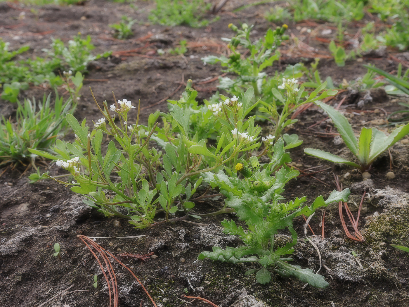 Image of Cardamine occulta specimen.