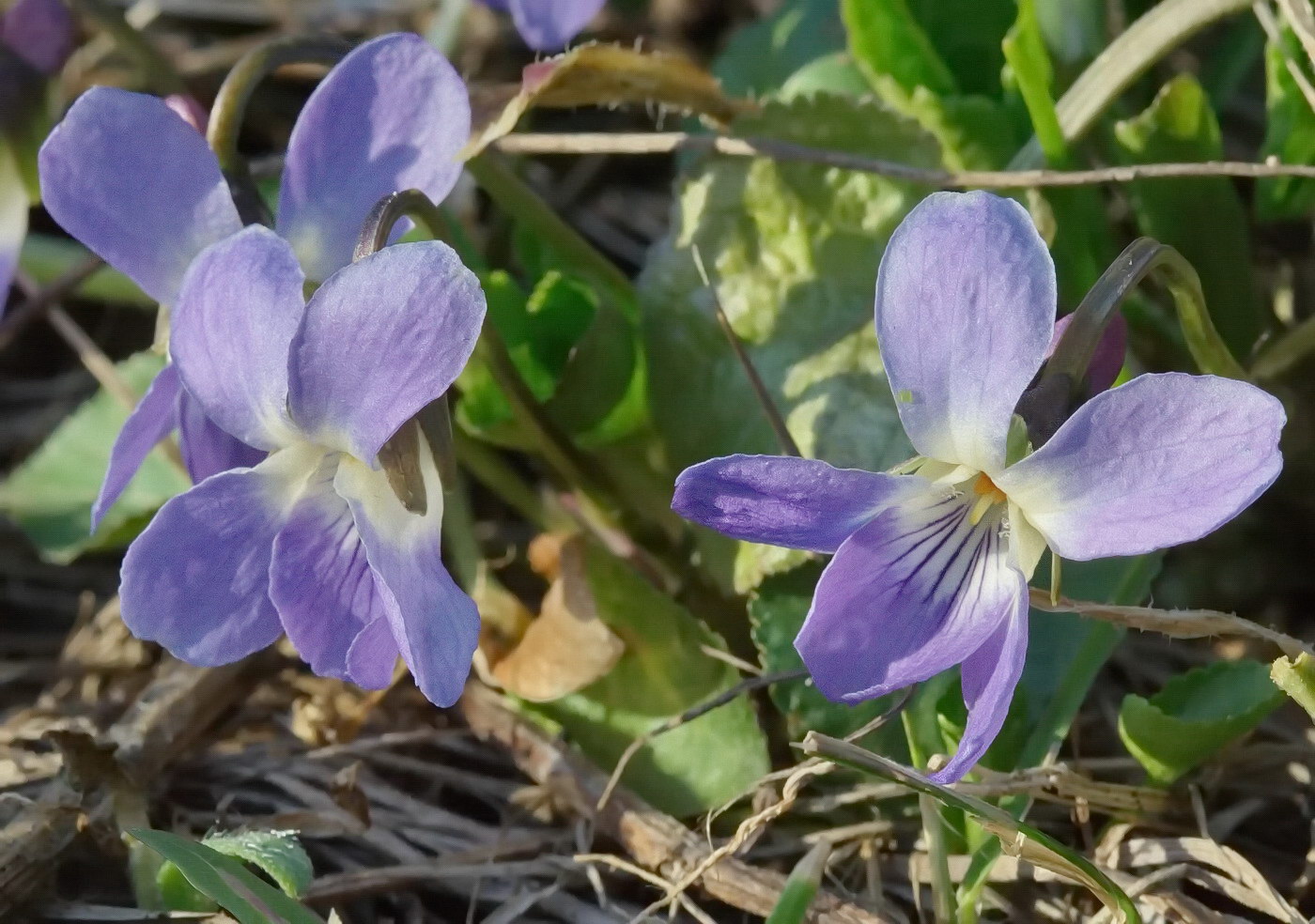 Image of Viola canina specimen.