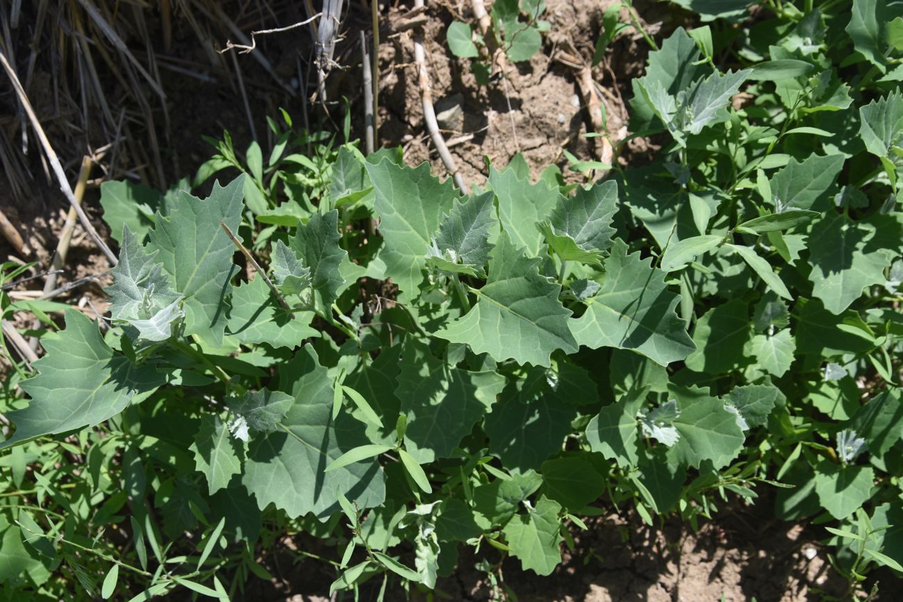 Image of genus Atriplex specimen.