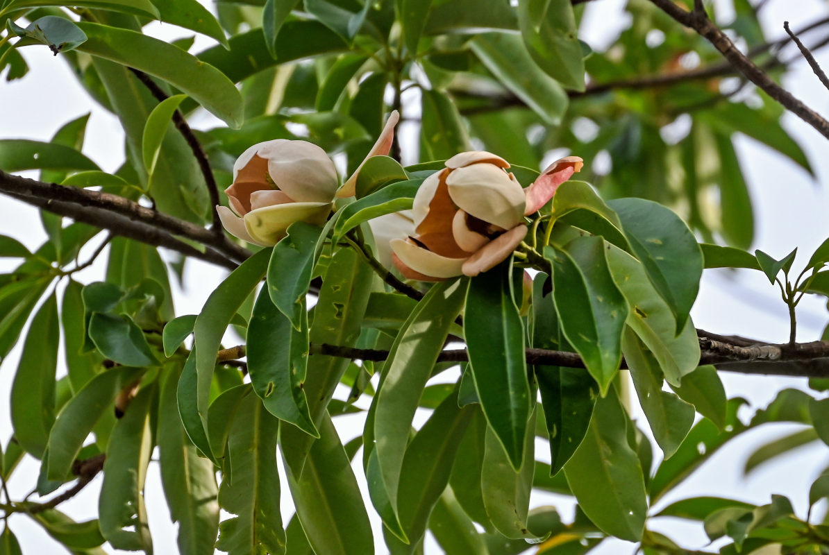 Image of Magnolia insignis specimen.