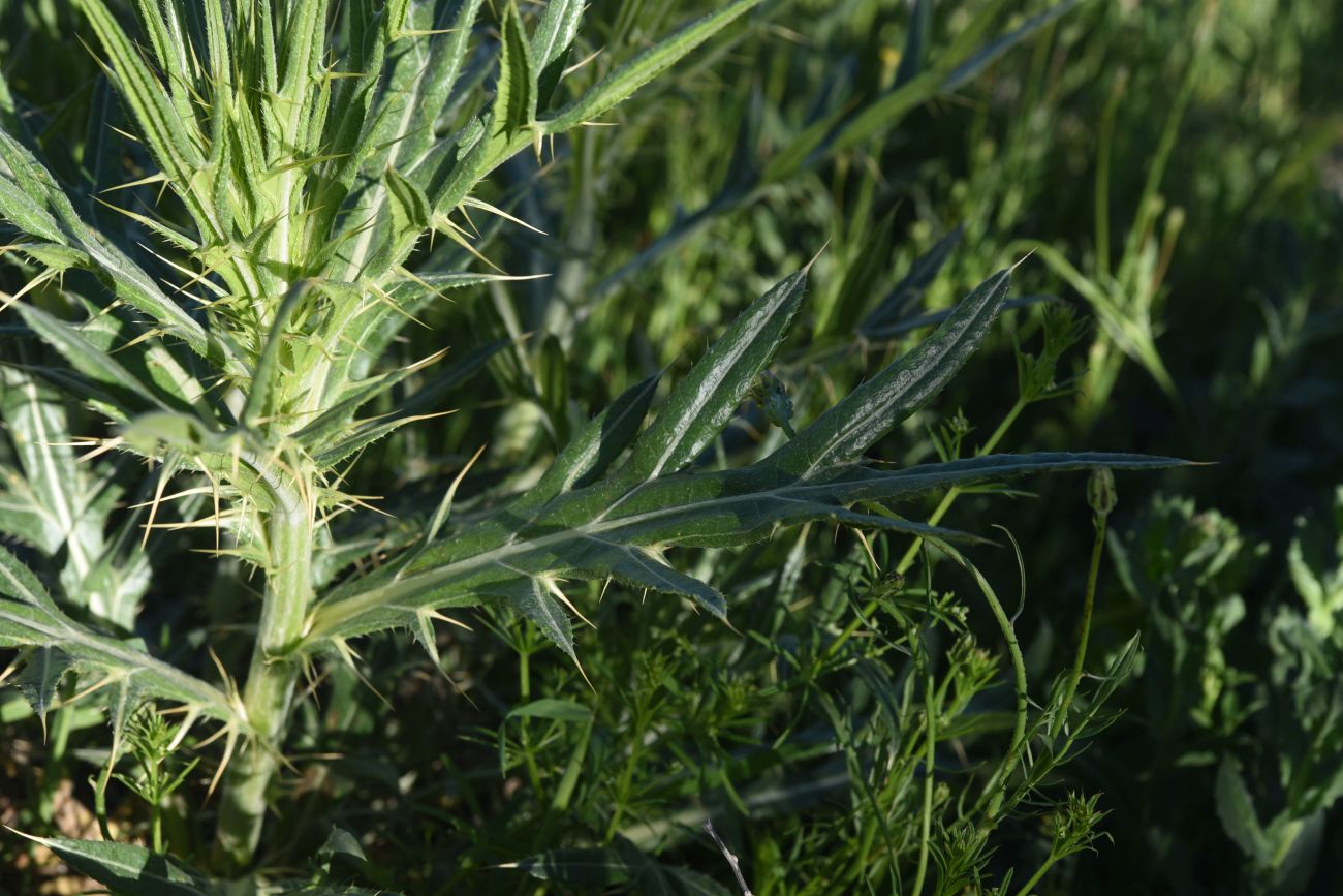 Image of genus Cirsium specimen.