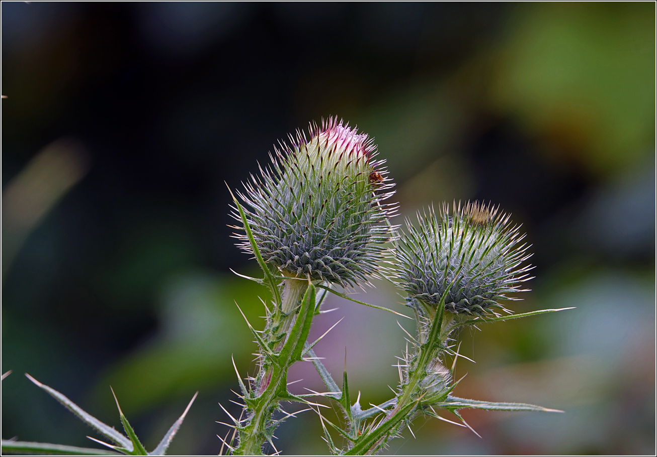 Image of Cirsium vulgare specimen.