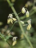 Thalictrum minus. Цветок. Испания, Каталония, пров. Жирона, комарка Рипольес, муниципалитет Сеткасес, окр. н.п. Сеткасес, ≈1300 м н.у.м., пойма р. Тер, каменистый берег реки, опушка смешанного леса. 27.07.2025.