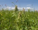 Pedicularis wilhelmsiana. Верхушки зацветающих растений. Карачаево-Черкесия, Зеленчукский р-н, гора Джангур, ≈ 1500 м н.у.м., сниженный субальпийский луг. 04.06.2025.