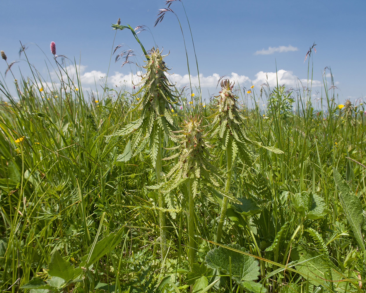 Изображение особи Pedicularis wilhelmsiana.