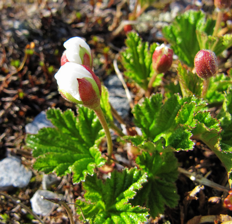 Изображение особи Rubus chamaemorus.