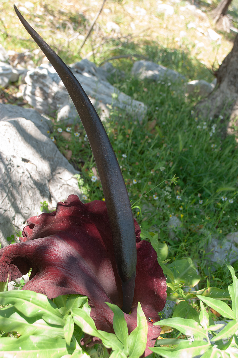 Изображение особи Dracunculus vulgaris.