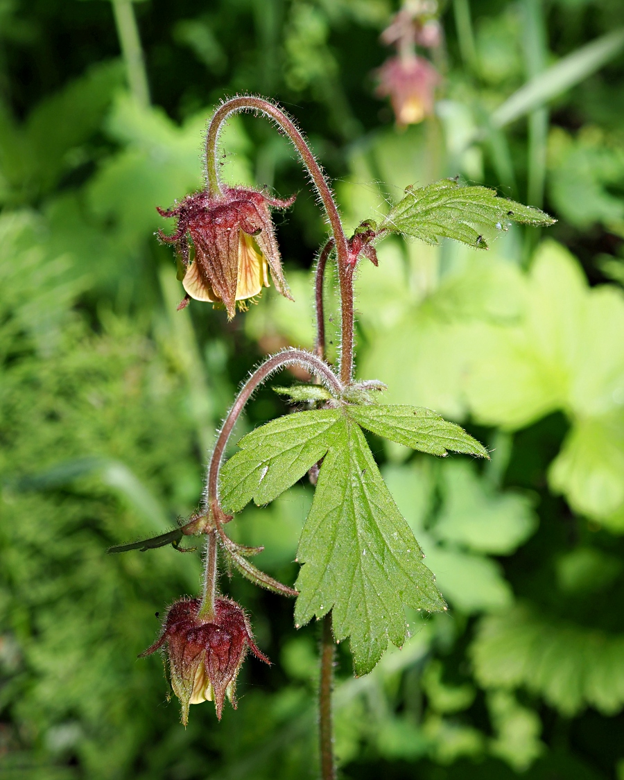 Image of Geum rivale specimen.