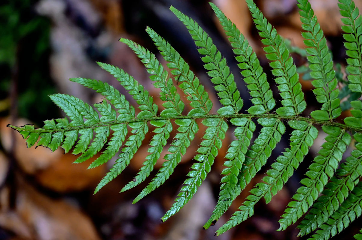 Изображение особи Polystichum setiferum.