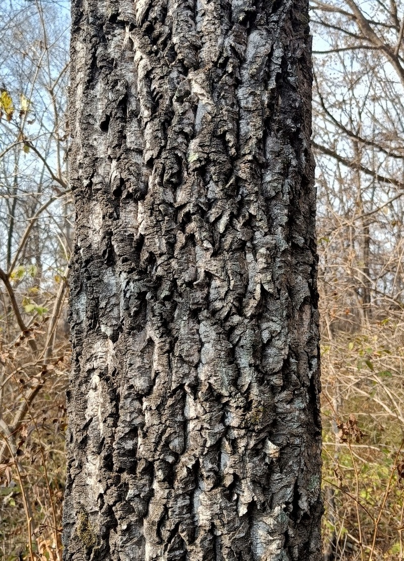 Image of Phellodendron amurense specimen.