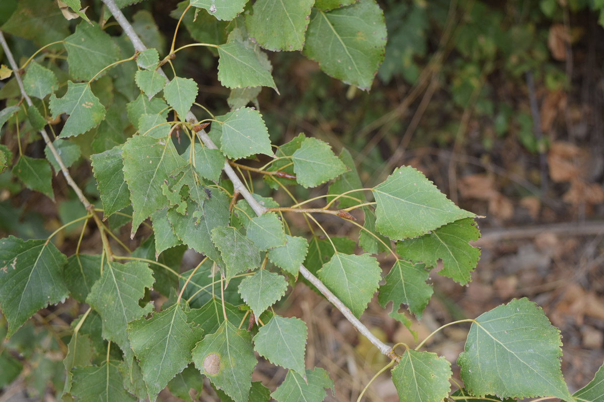 Image of genus Populus specimen.