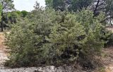 Juniperus phoenicea. Взрослое растение. Португалия, округ Сетубал, п-ов Троя, опушка сосняка. 16.08.2025.