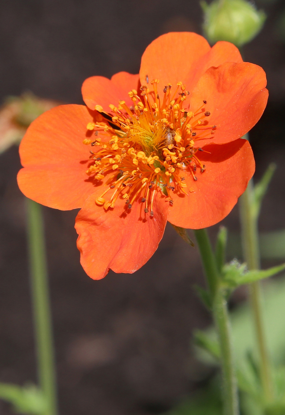 Image of Geum quellyon specimen.
