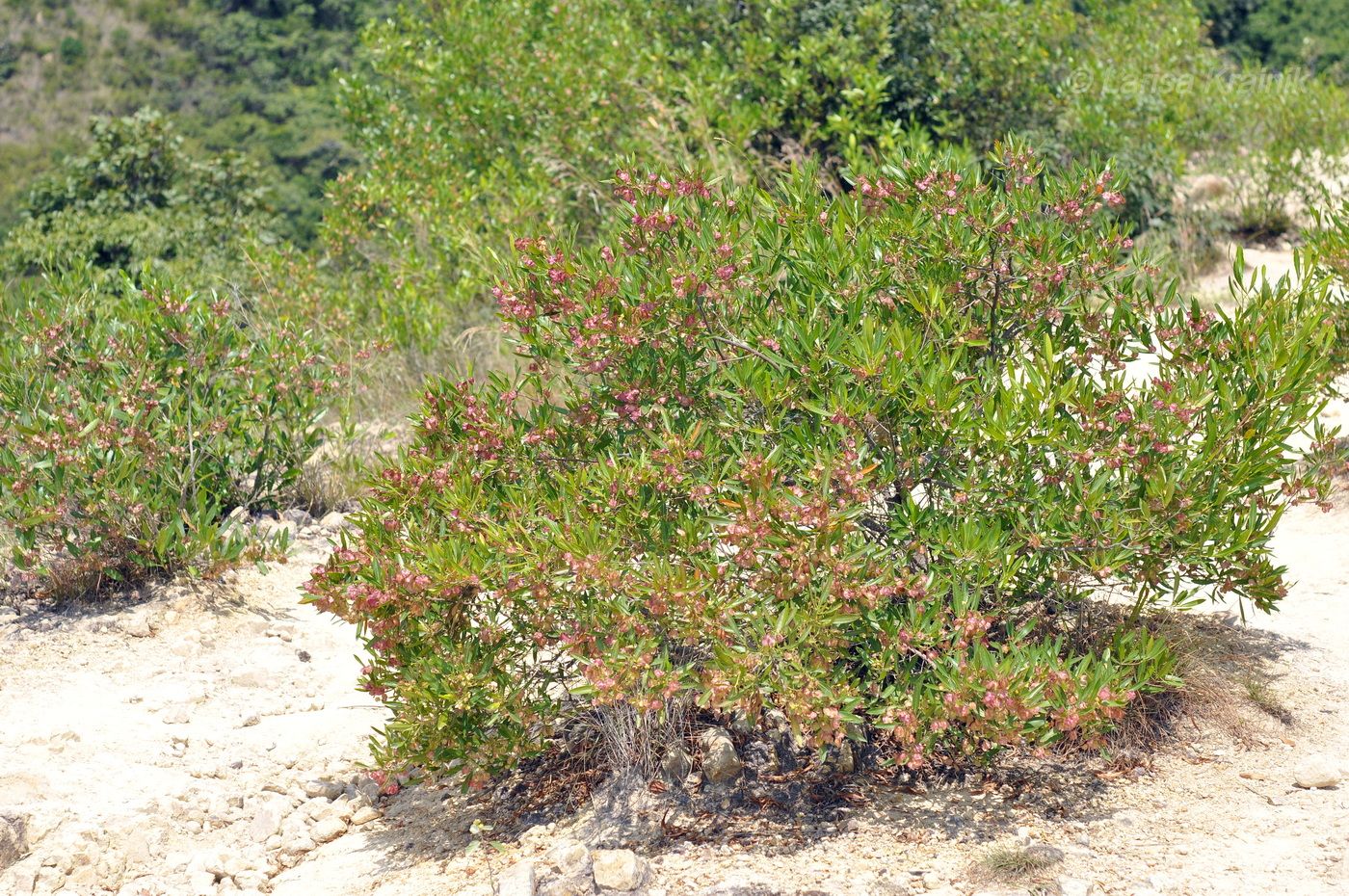 Изображение особи род Dodonaea.