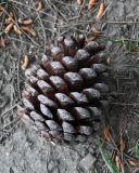 Смотреть изображение род Pinus