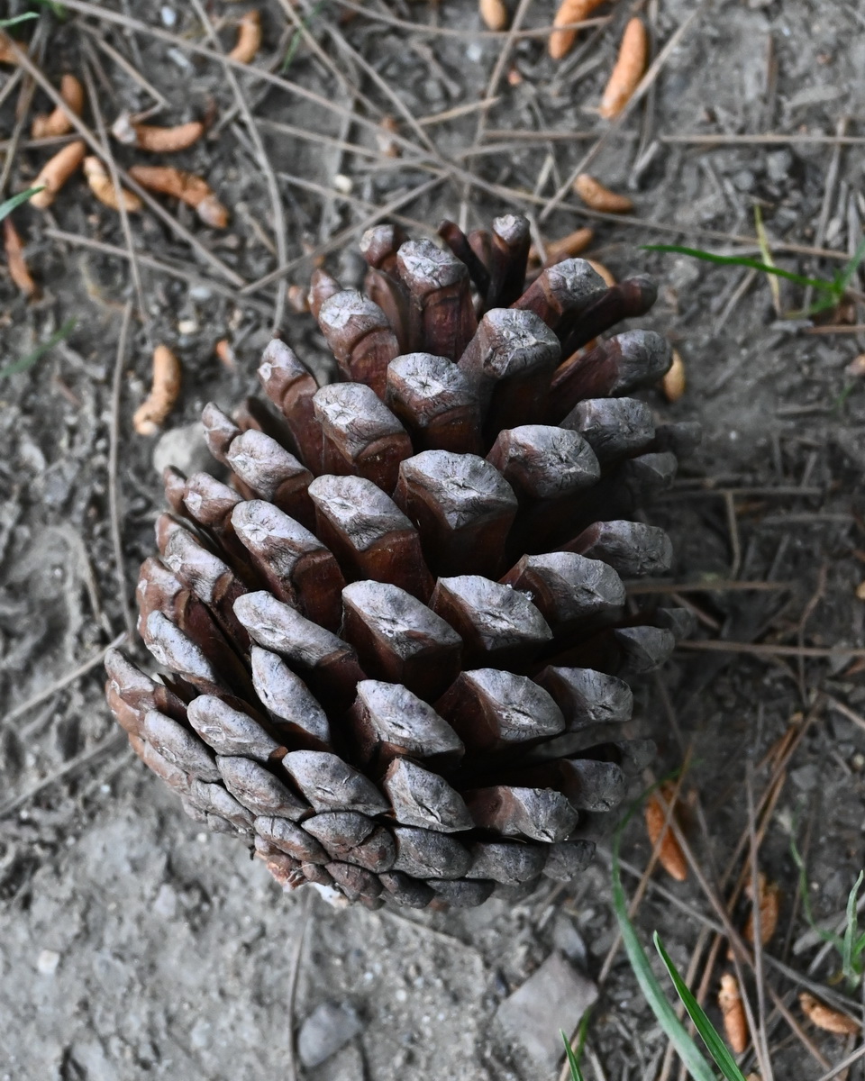 Изображение особи род Pinus.