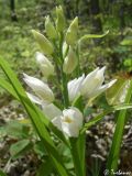 Cephalanthera longifolia. Соцветие. Крым, Байдарская долина, окр. с. Тыловое. 01.05.2010.