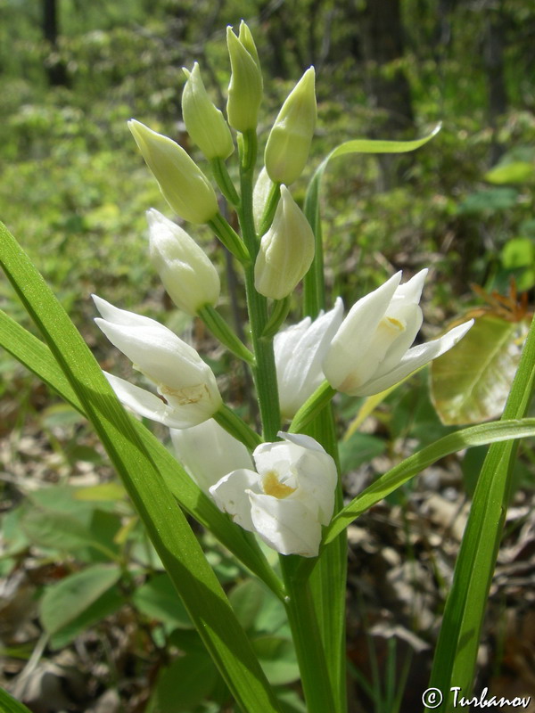 Image of Cephalanthera longifolia specimen.
