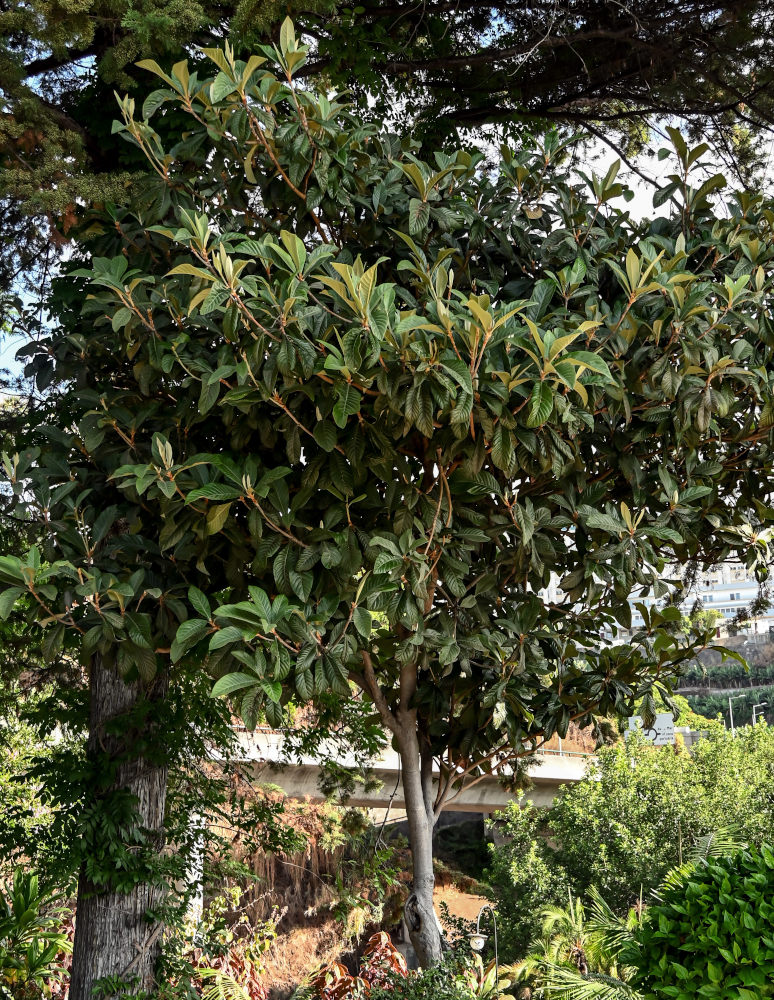 Изображение особи Eriobotrya japonica.