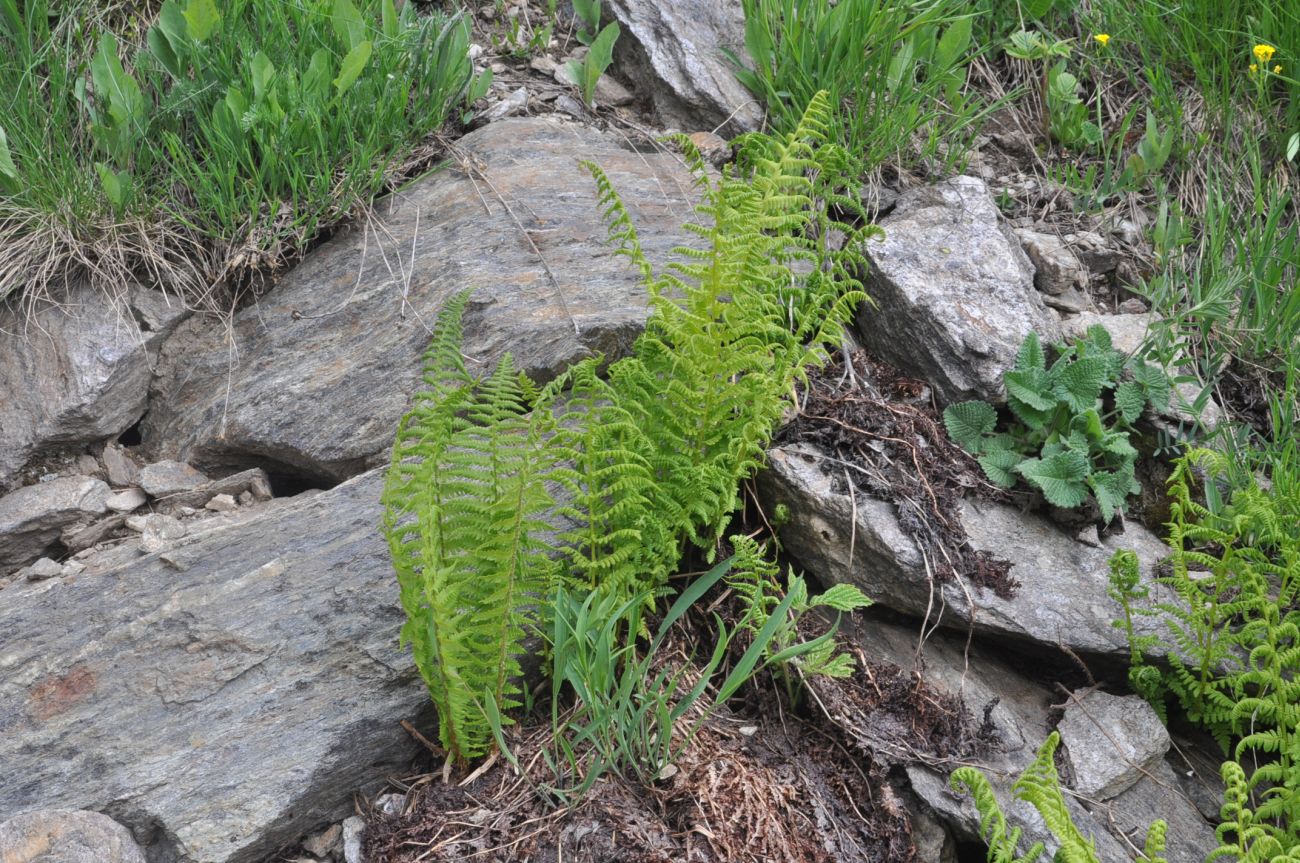 Image of Dryopteris oreades specimen.