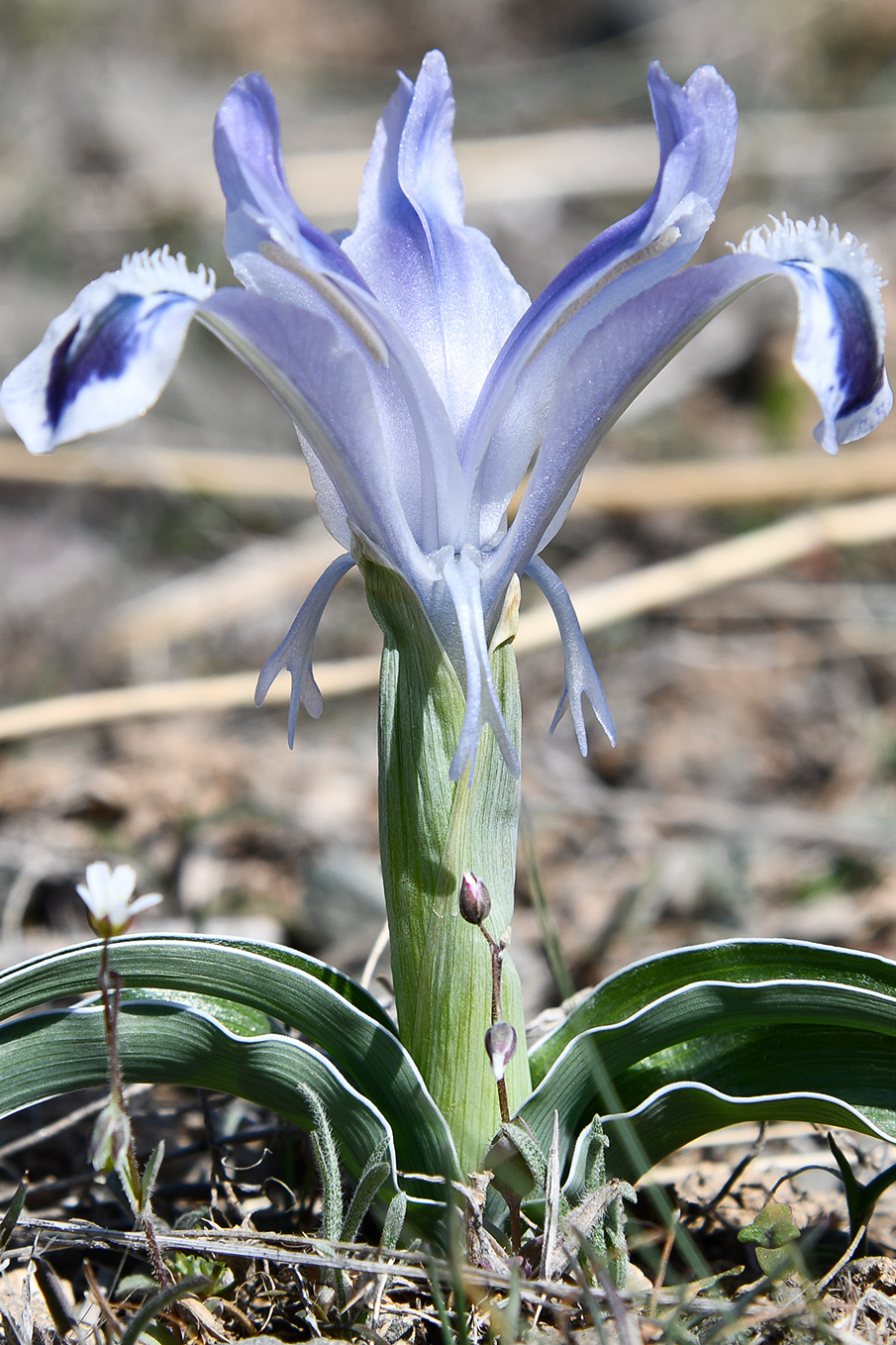 Изображение особи Juno kuschakewiczii.