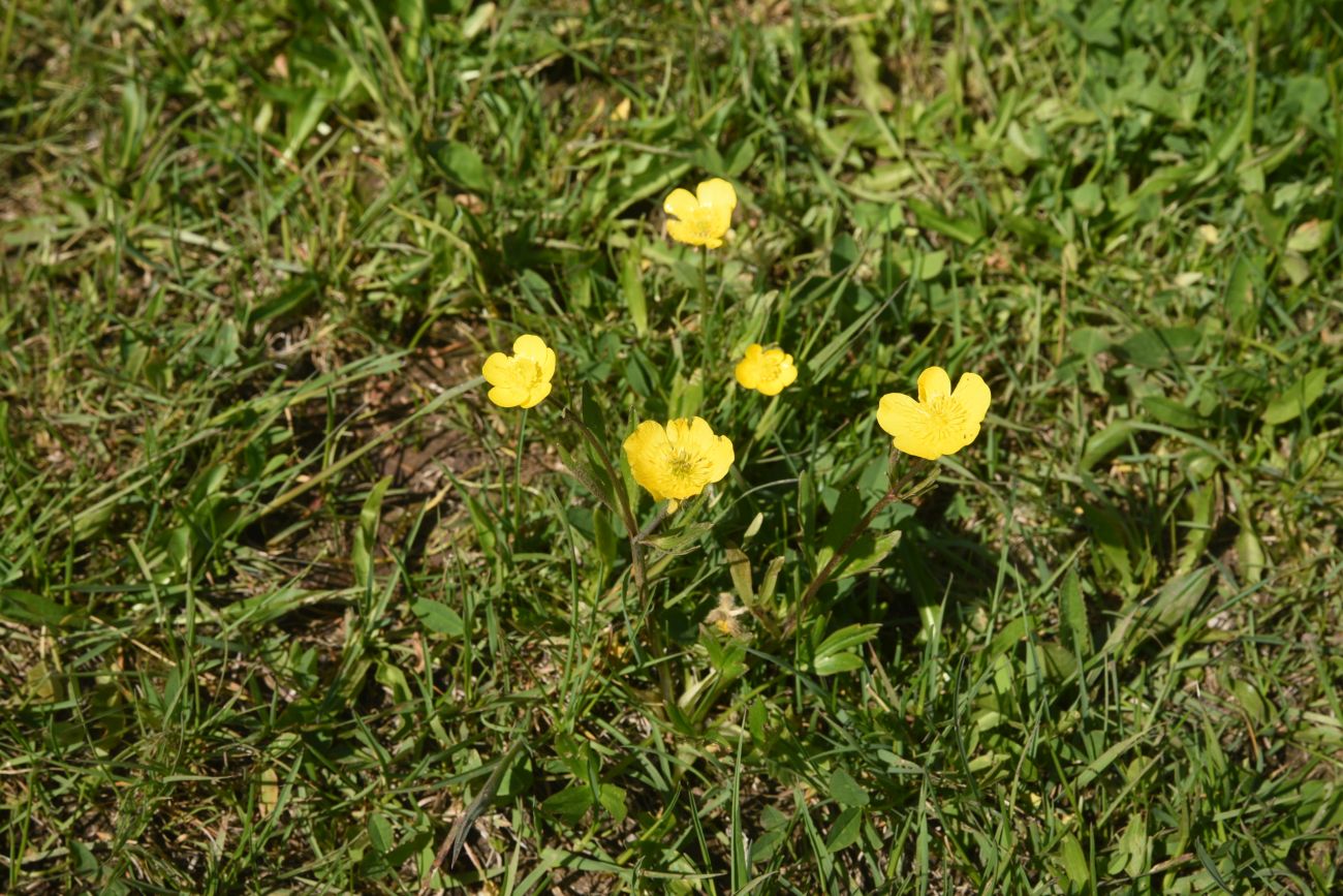 Image of genus Ranunculus specimen.