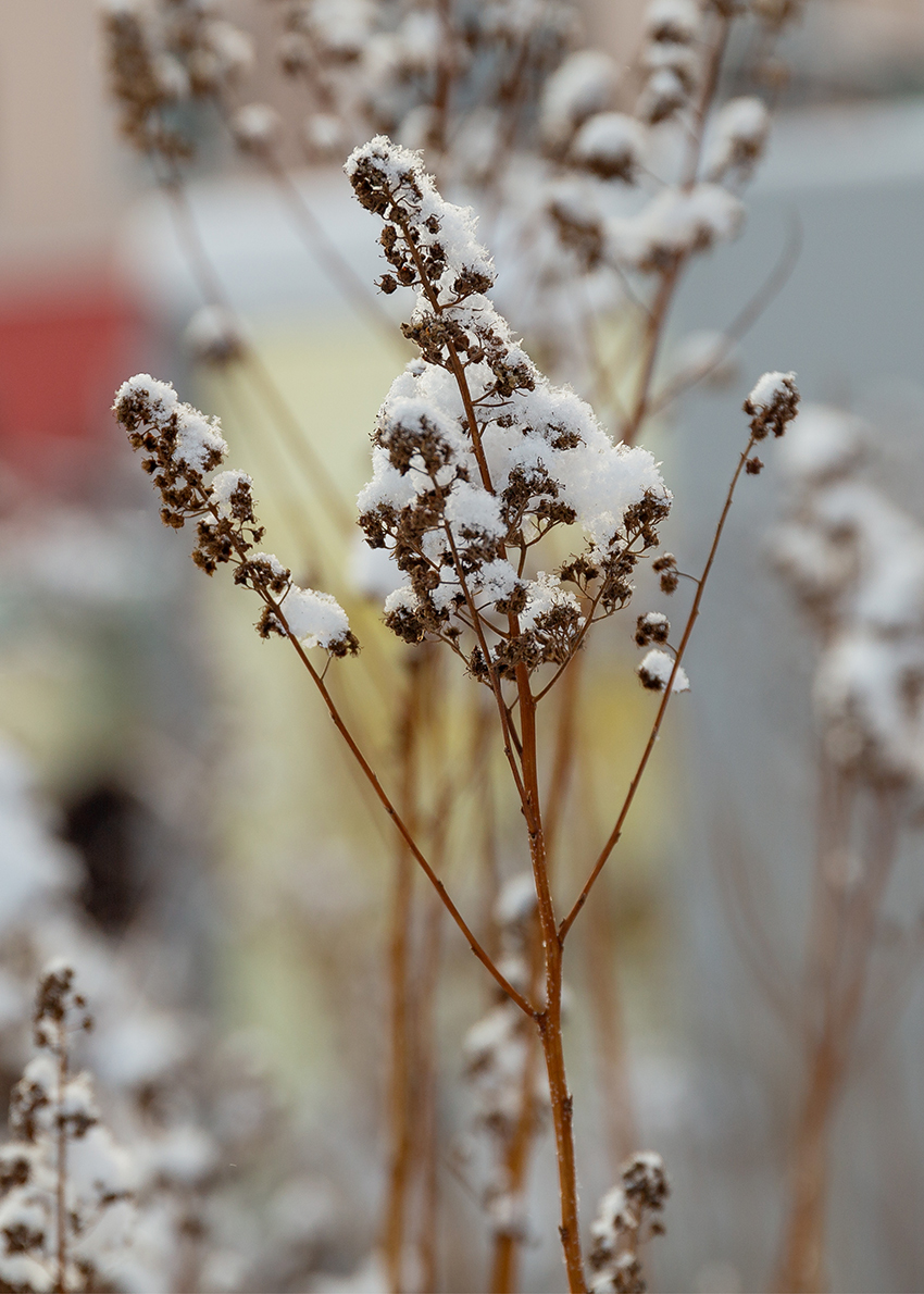 Изображение особи род Solidago.
