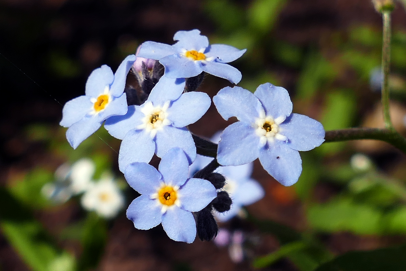 Image of Myosotis sylvatica specimen.