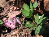 Corydalis intermedia