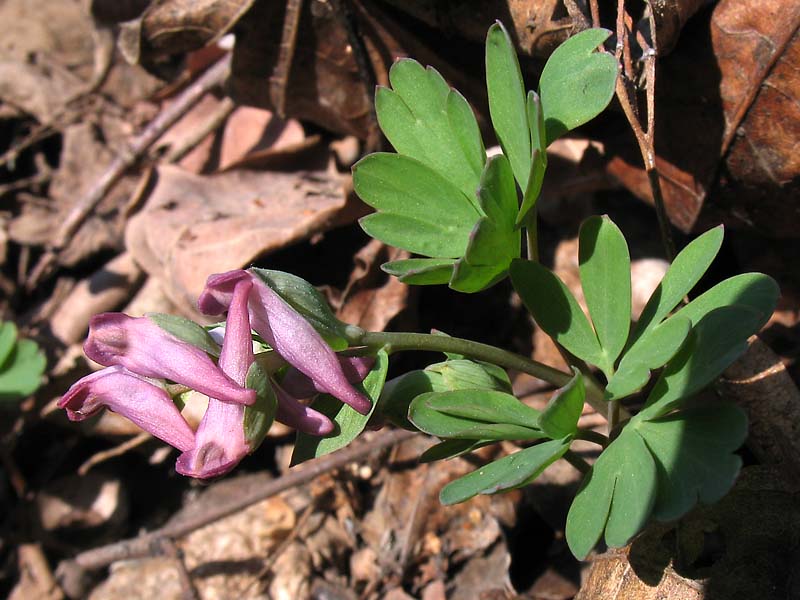 Image of Corydalis intermedia specimen.