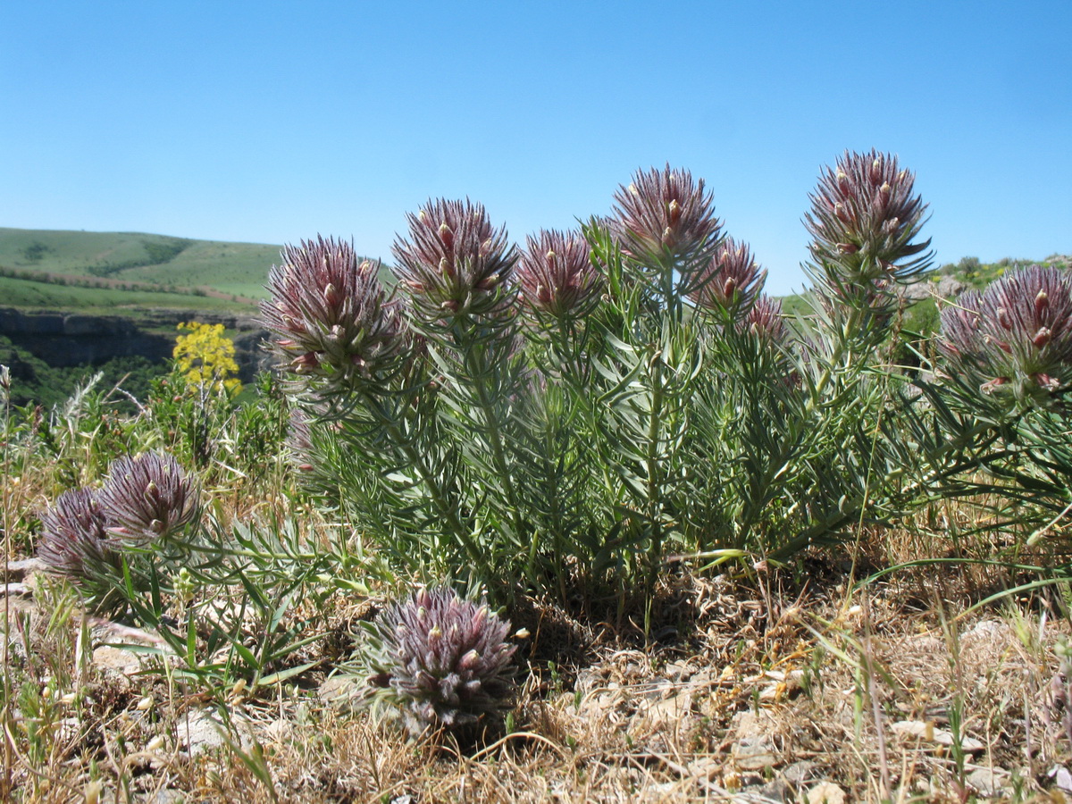 Изображение особи Bungea vesiculifera.