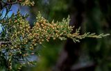 Juniperus virginiana. Верхушки веточек с микростробилами. Волгоградская обл., Камышинский р-н, г. Камышин, в культуре. 11.04.2026.