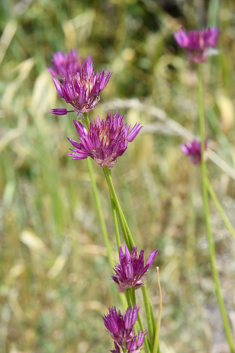 Изображение особи Allium barsczewskii.