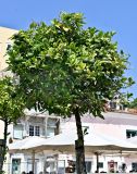Citrus sinensis. Крона плодоносящего дерева с незрелыми плодами. Португалия, г. Лиссабон, в культуре. 06.08.2025.