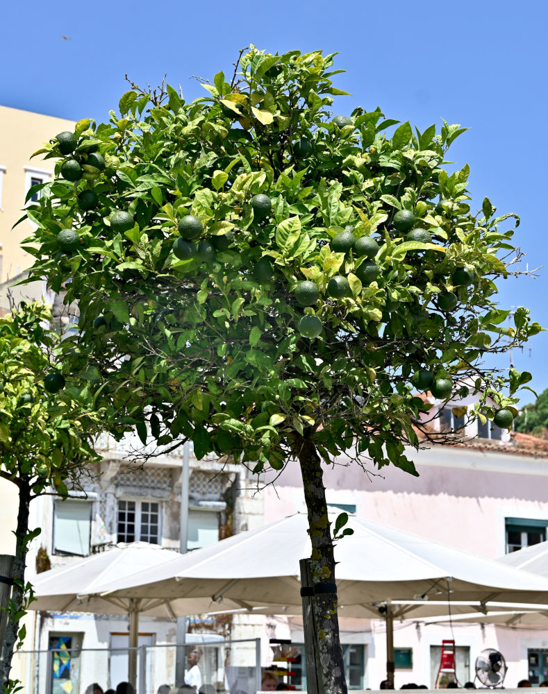 Image of Citrus sinensis specimen.