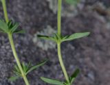 genus Thymus