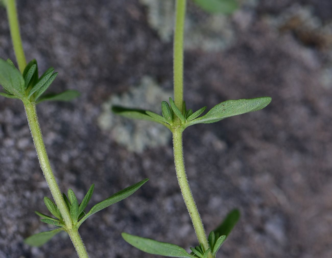 Image of genus Thymus specimen.