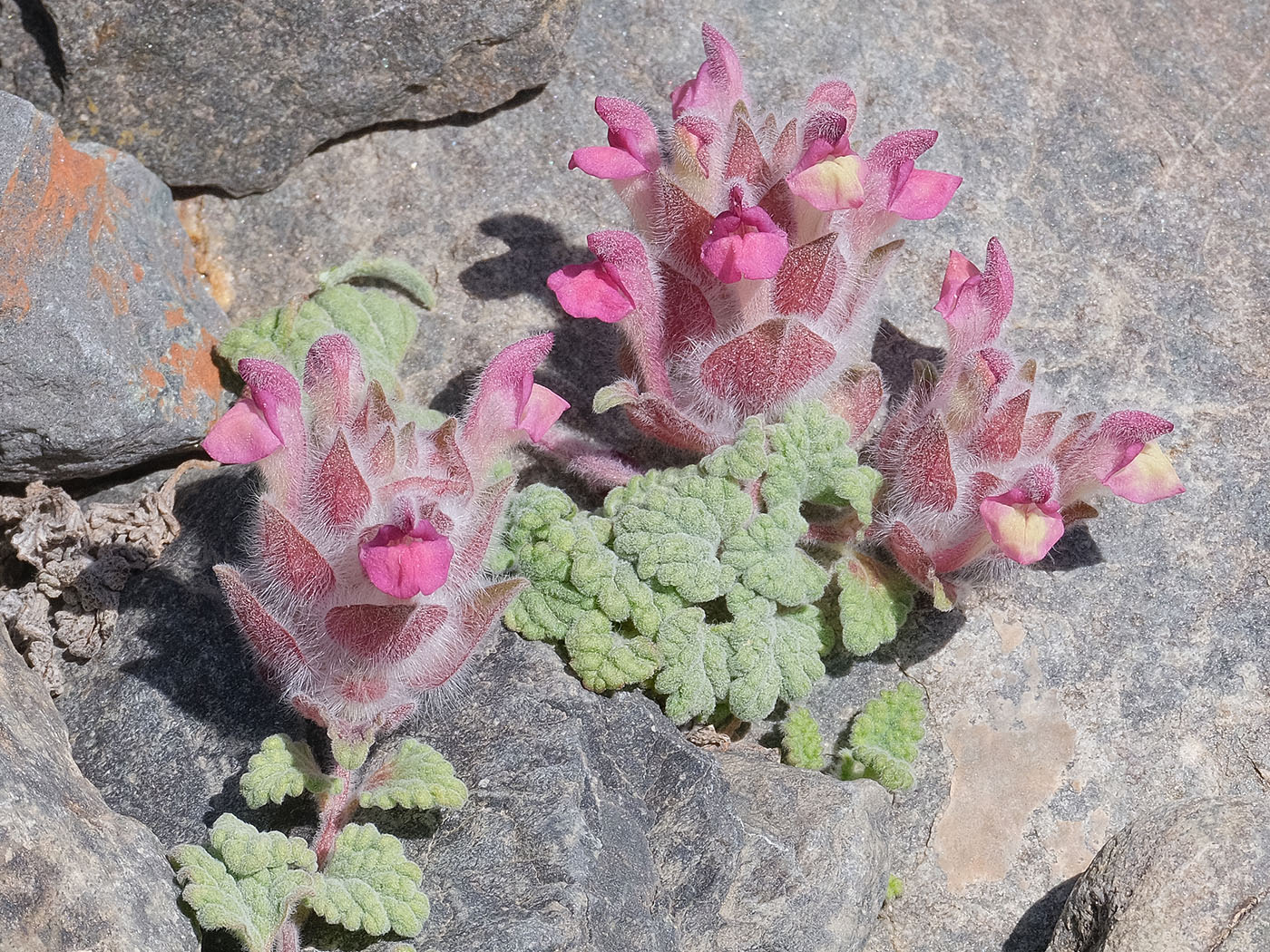 Image of Scutellaria pamirica specimen.