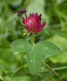 род Trifolium. Верхушка цветущего растения с питающейся мухой. Тульская обл., Заокский р-н, Бутиково, край лесной дороги. 28.06.2026.