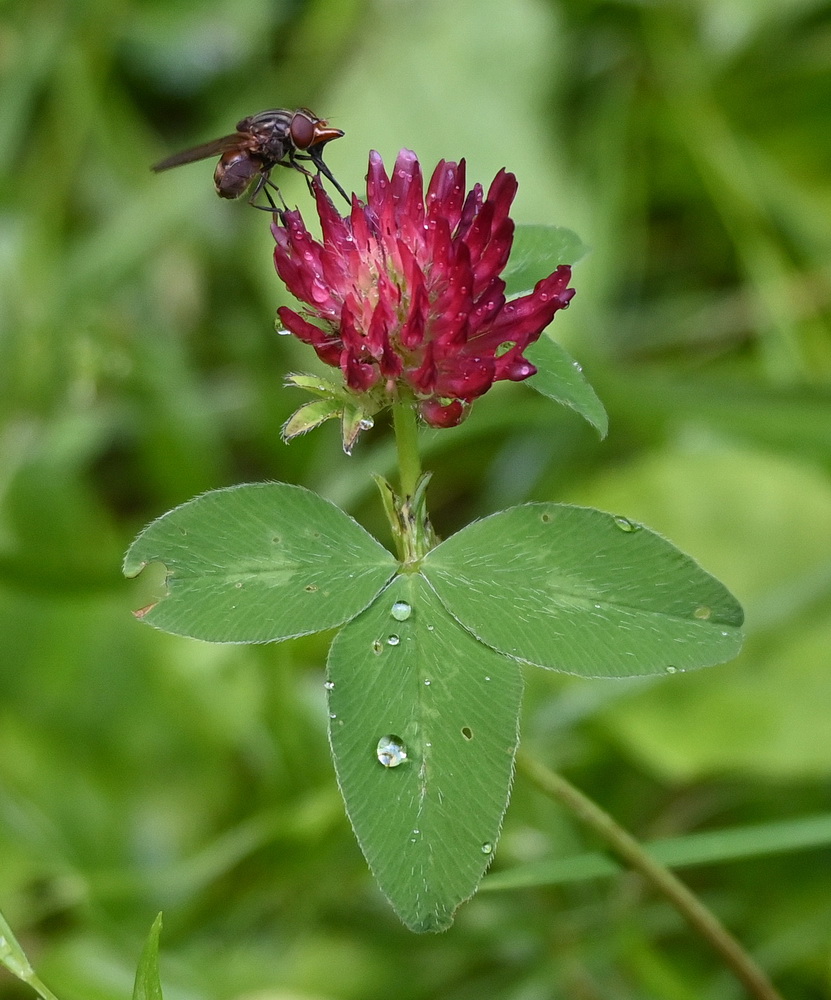 Изображение особи род Trifolium.