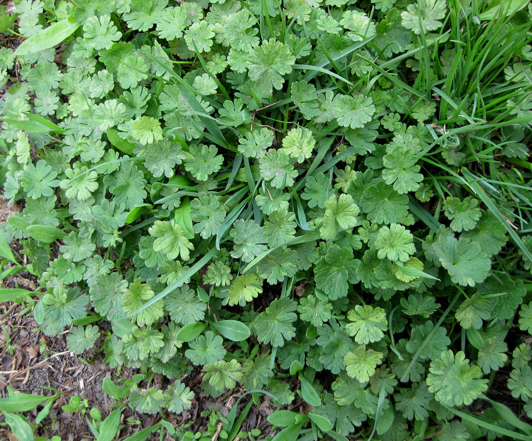 Image of Geranium pusillum specimen.