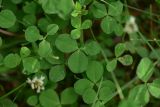 Trifolium repens. Листья. Грузия, край Самцхе-Джавахети, Ахалцихский муниципалитет, левый борт р. Цинубанисцкали, 1,5 км выше по течению от горячего источника Цинубани, луг. 9 июня 2026 г.