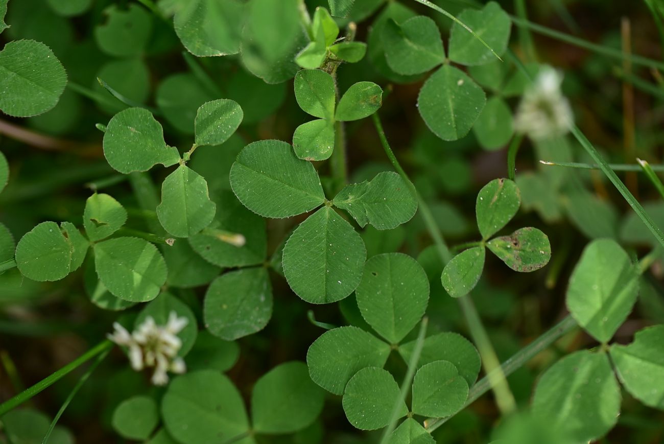 Image of Trifolium repens specimen.