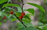 Смотреть изображение Broussonetia papyrifera