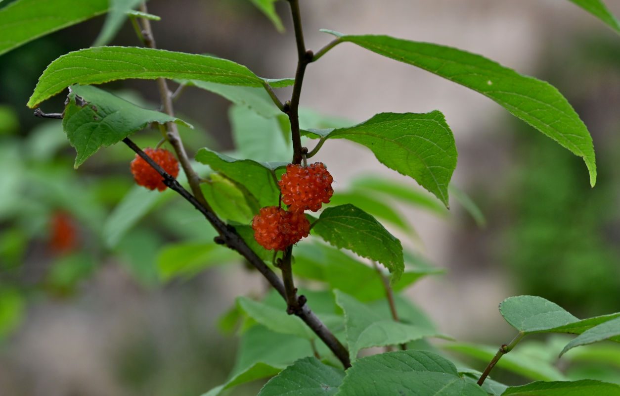 Image of Broussonetia papyrifera specimen.